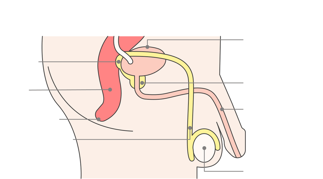 Localizzazione della prostata e delle sue strutture